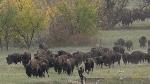 bison_united_states_1nz